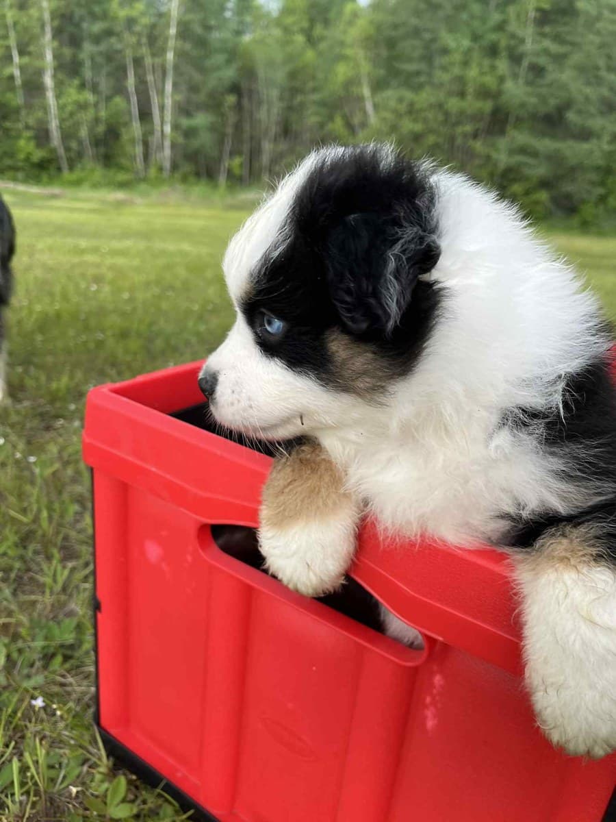 Chiot MAS dans un bac à l'extérieur, sur le gazon