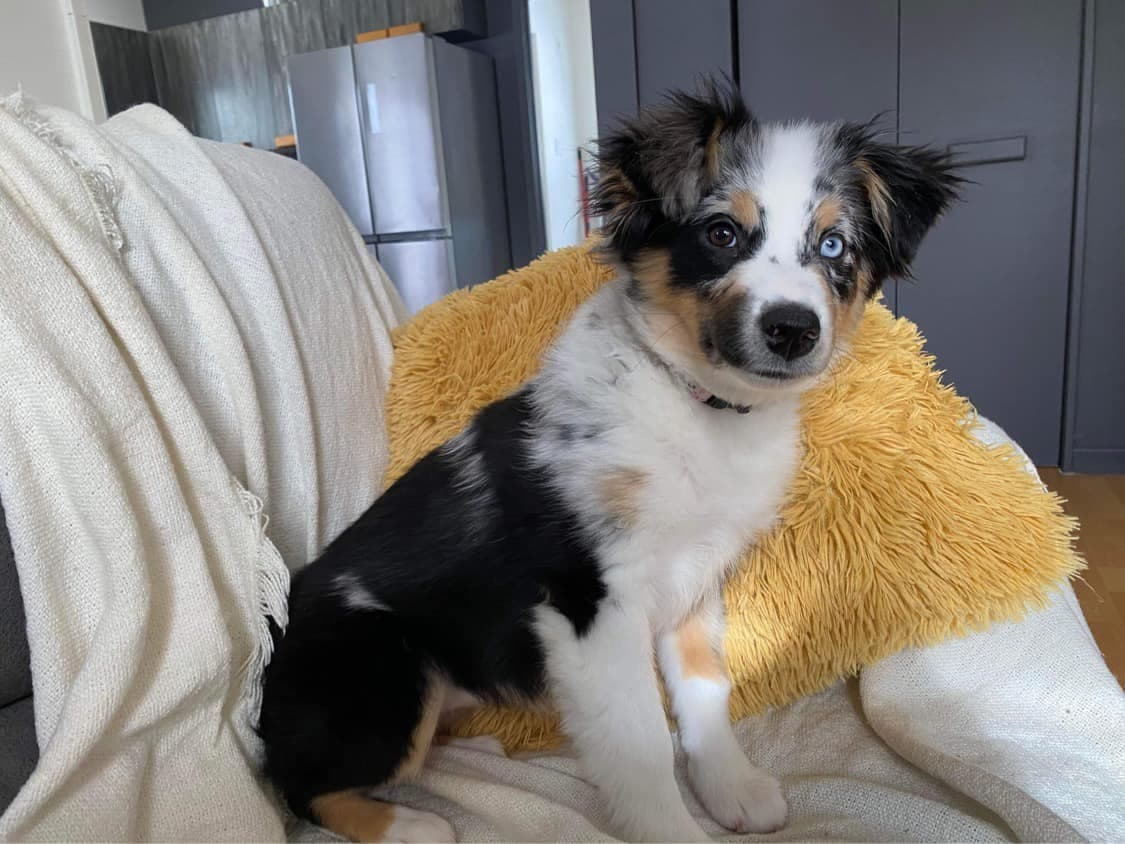 Chiot Berger Américain Miniature sur le divan