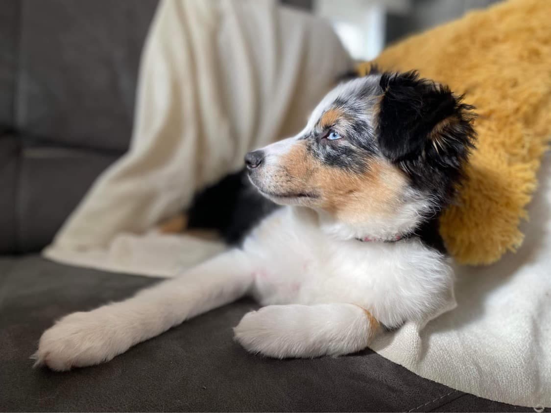 Chiot Berger Américain Miniature sur le divan