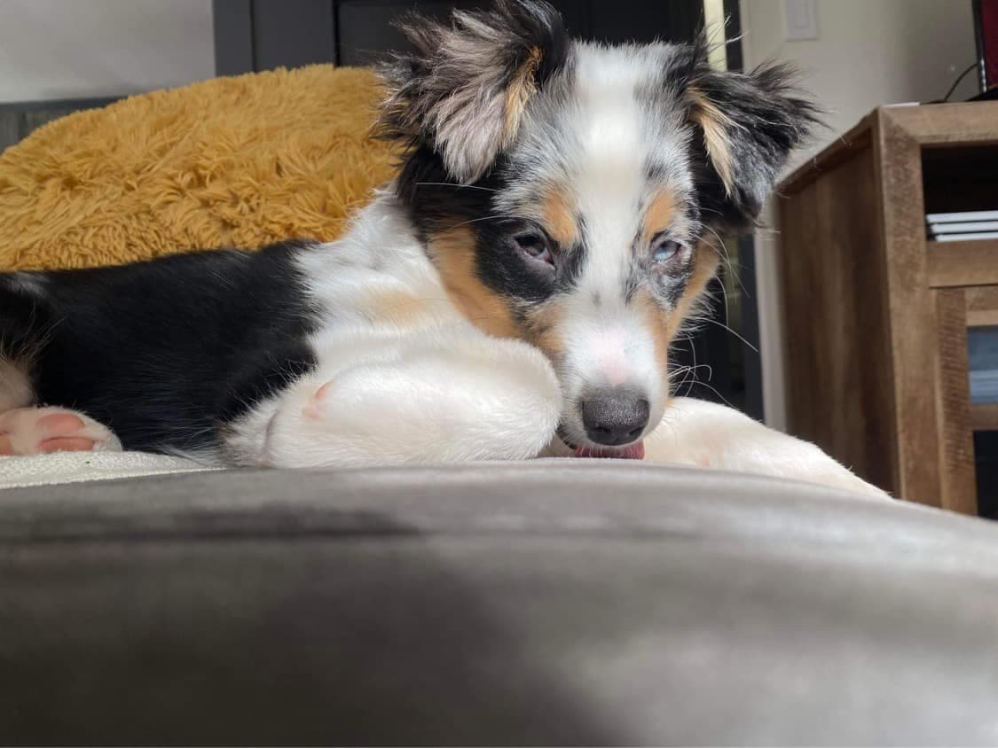 Chiot Berger Américain Miniature au repos sur le divan