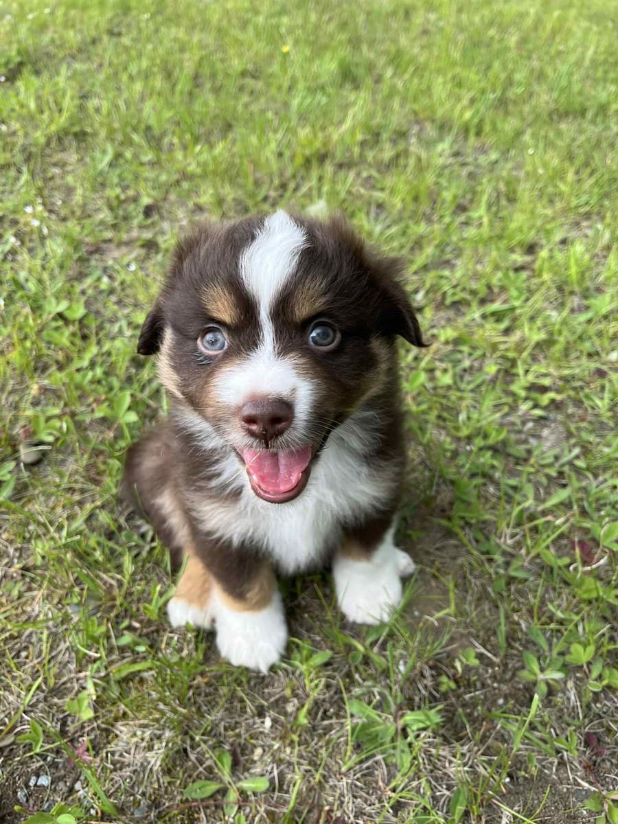 Chiot Berger Américain Miniature assis sur le gazon, robe bleu merle, langue sortie
