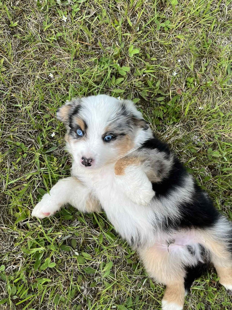 Chiot Berger Américain Miniature couché dans le gazon, bleu merle