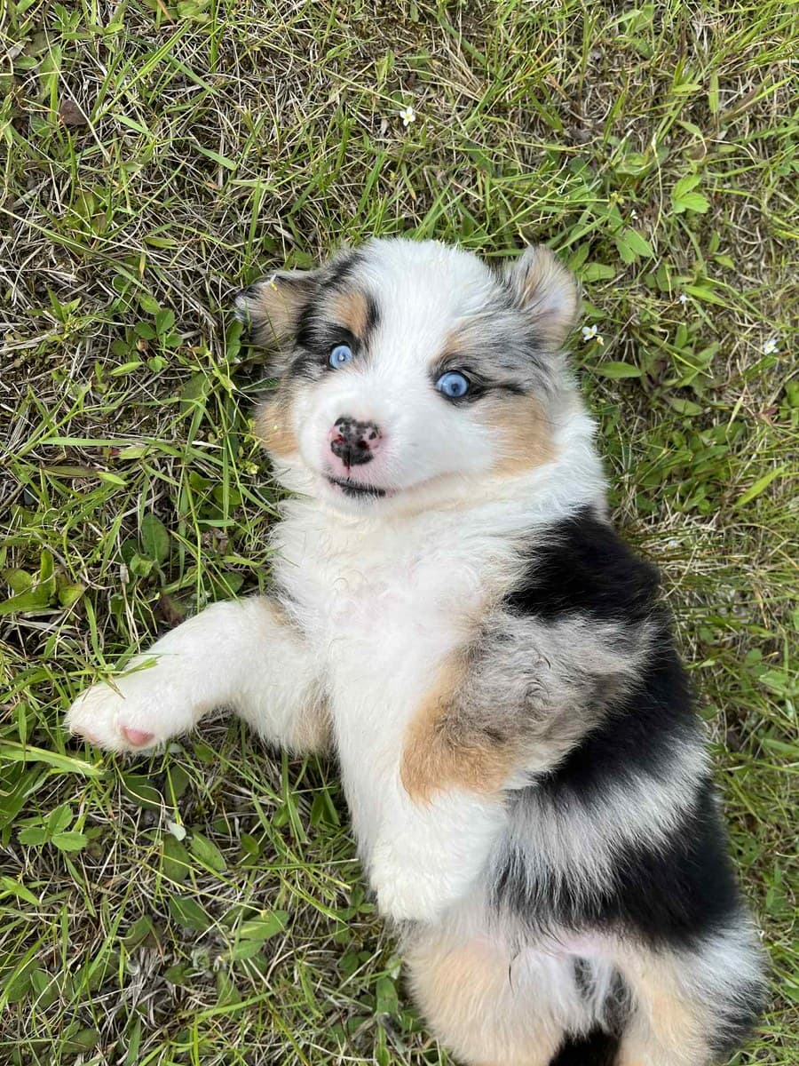 Chiot MAS souriant couché dans le gazon, robe tricolore merle