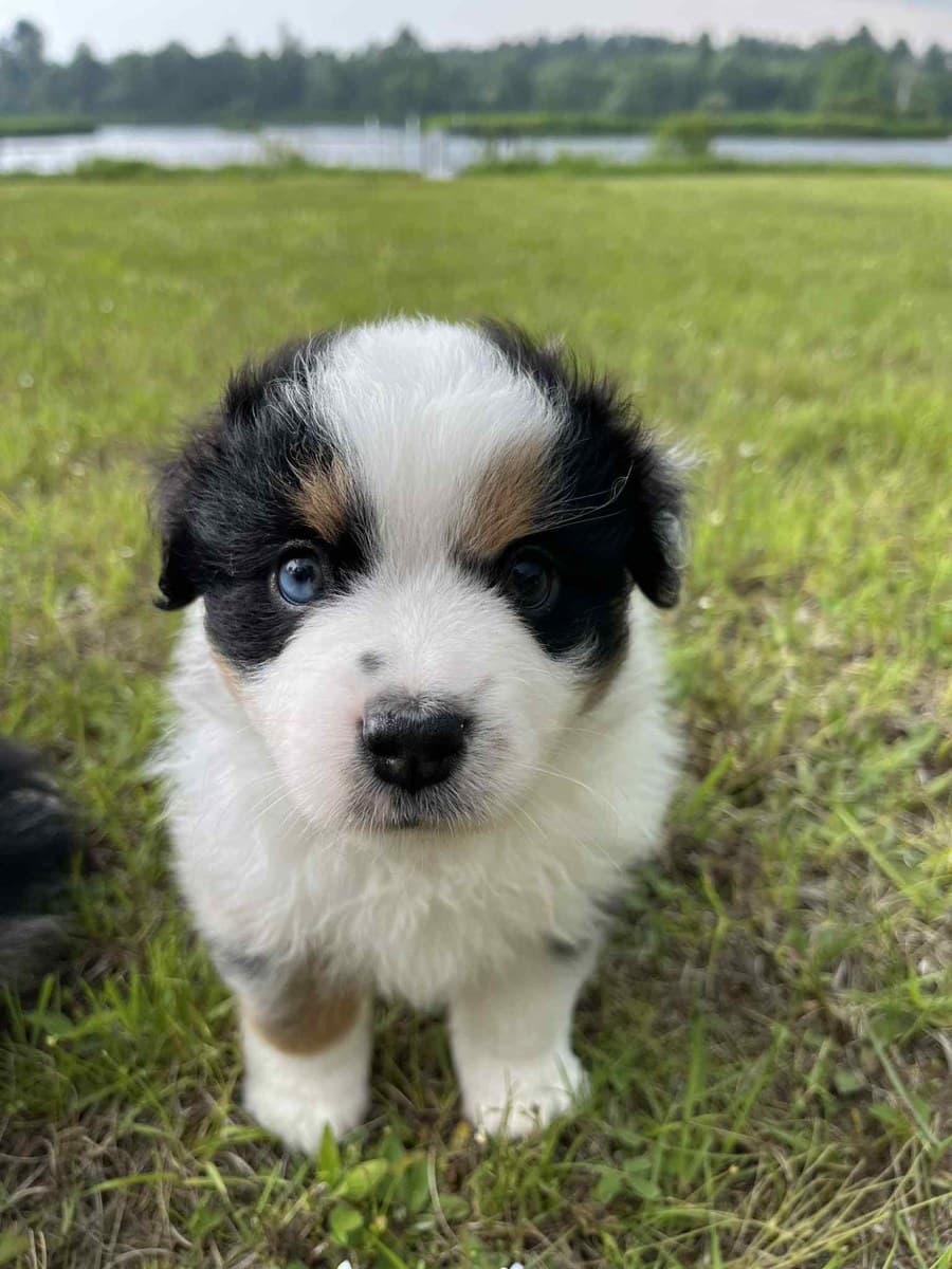 Chiot Berger Américain Miniature debout dans le gazon, face noire et blanche, oeil bleu