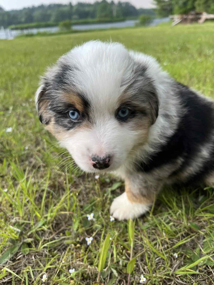 Gros plan d'un chiot MAS sur le gazon, oeil bleu perçant