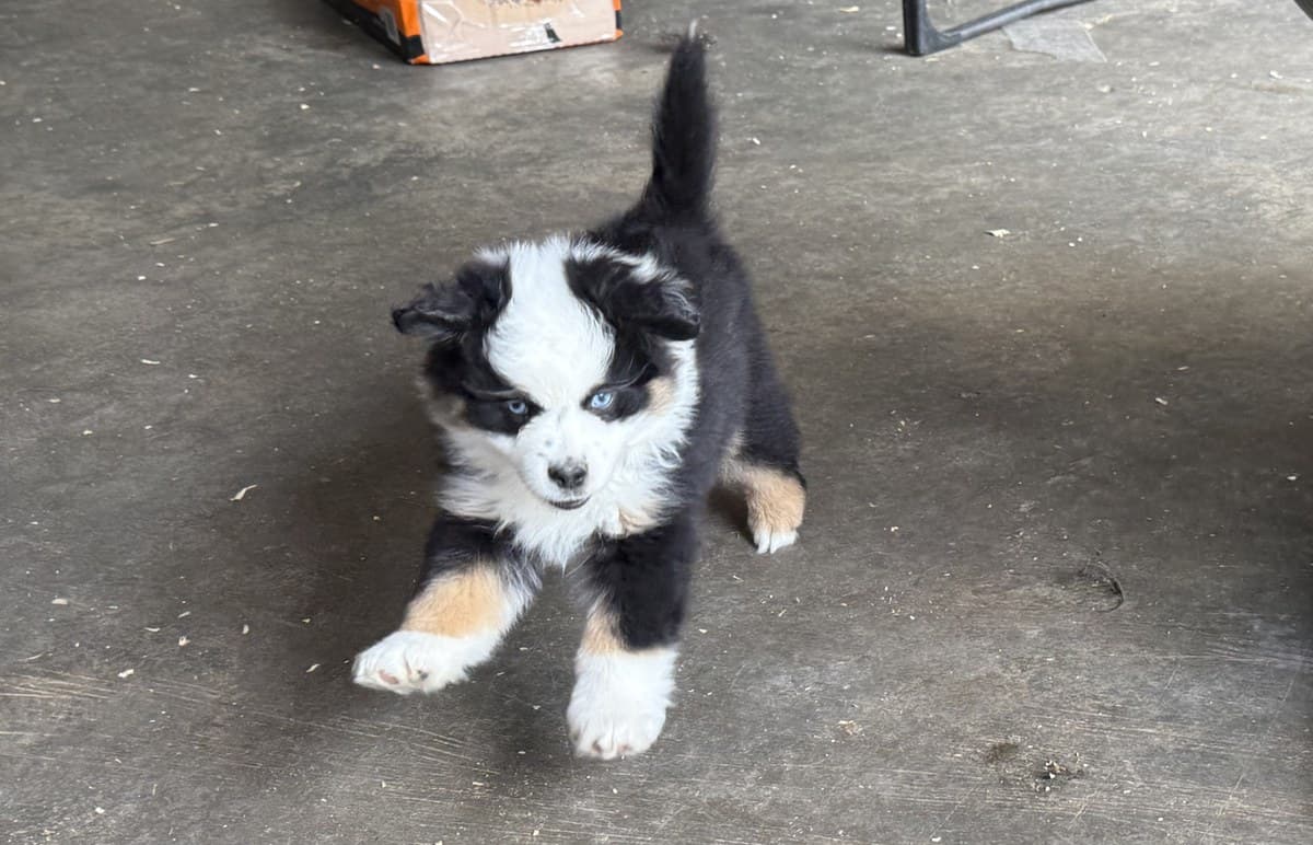Chiot MAS noir et blanc en marche sur le gazon