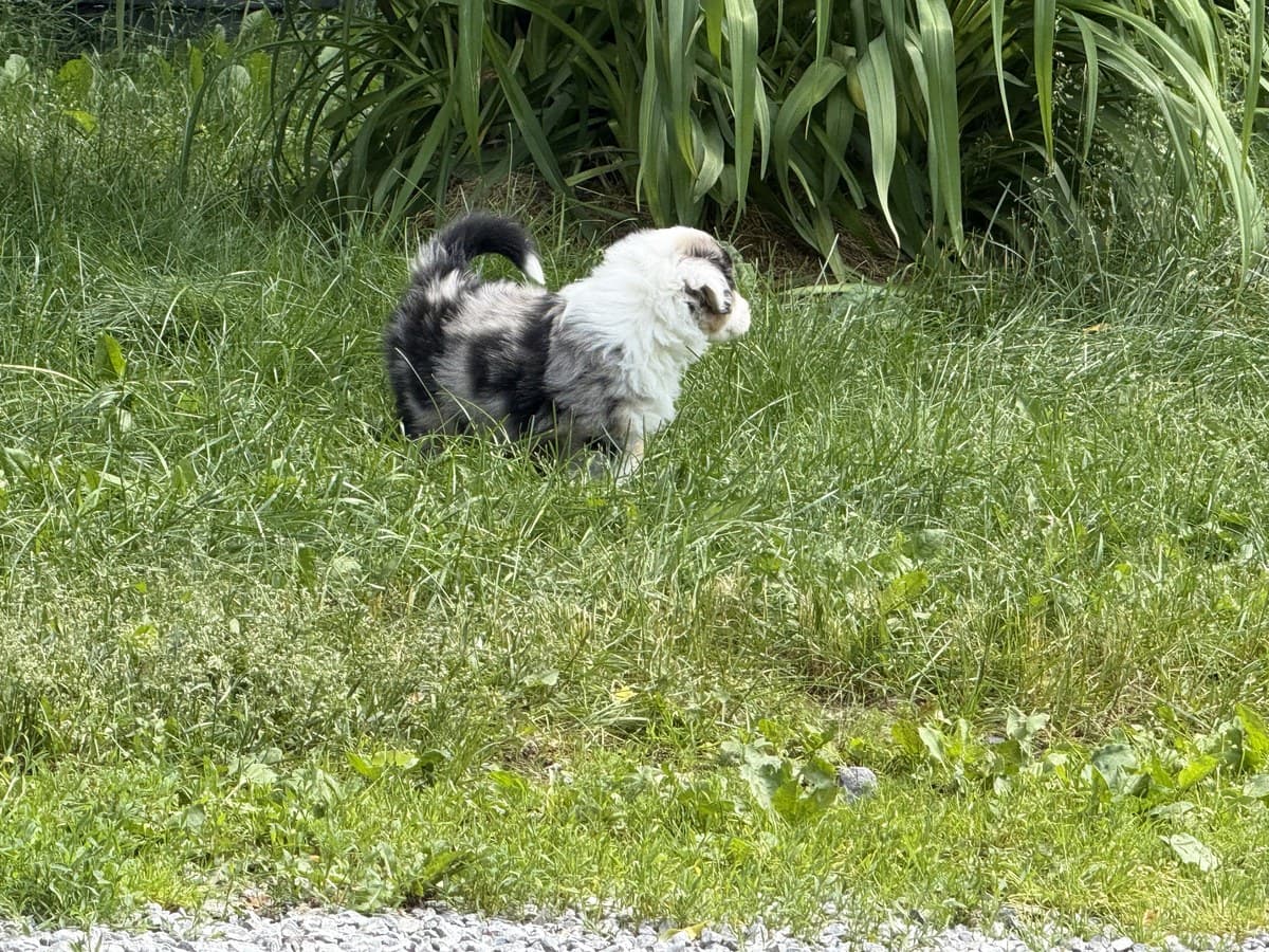 Chiot Berger Américain Miniature en marche sur le gazon, queue relevée
