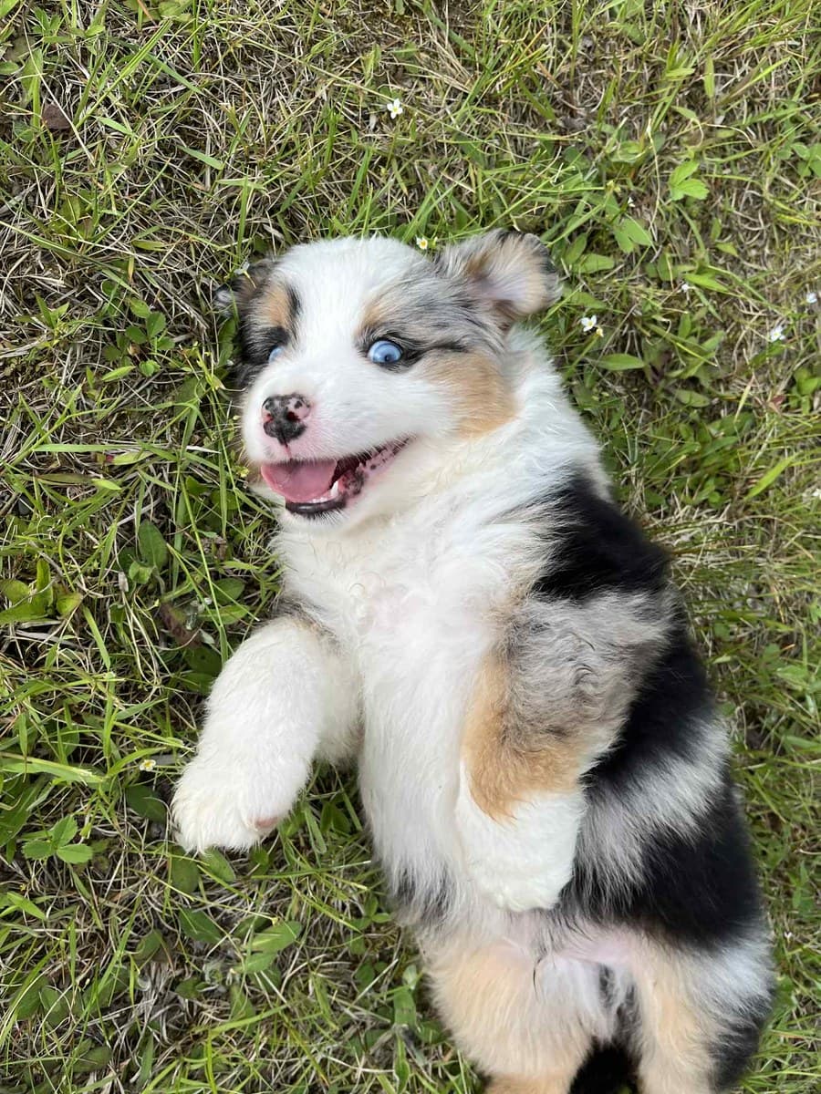 Chiot MAS merle couché dans le gazon, expression joyeuse