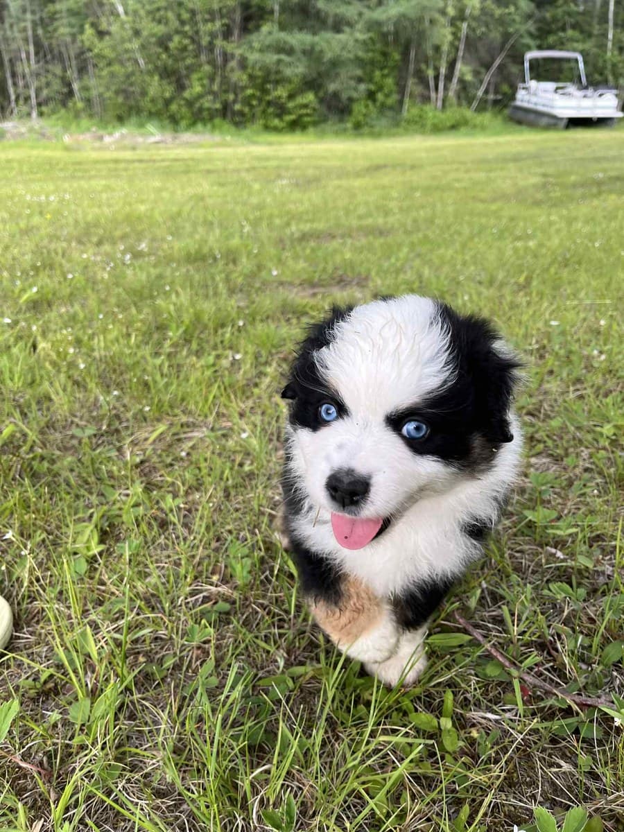 Chiot Berger Américain Miniature noir et blanc assis dans le gazon, grand sourire