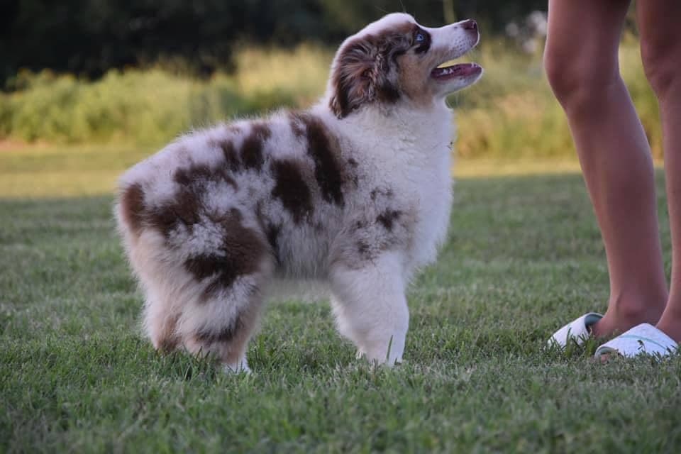 Chiot Berger Américain Miniature rouge merle debout dans le gazon