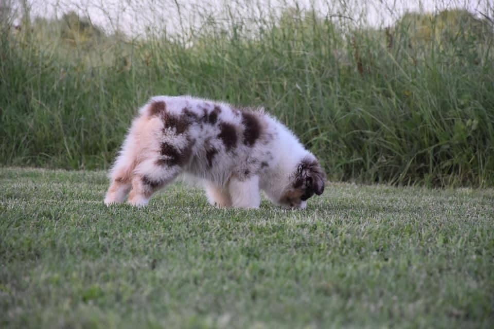 Chiot Berger Américain Miniature assis dans l'herbe haute