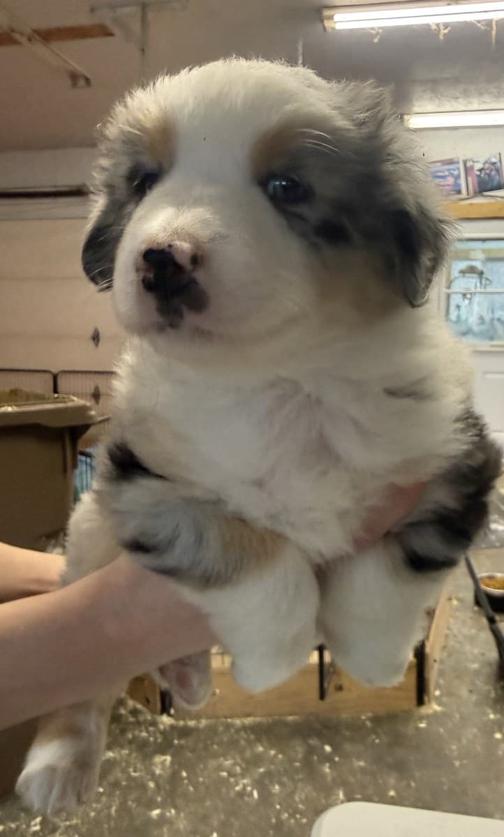 Chiot Berger Américain Miniature tenu près de ses jouets