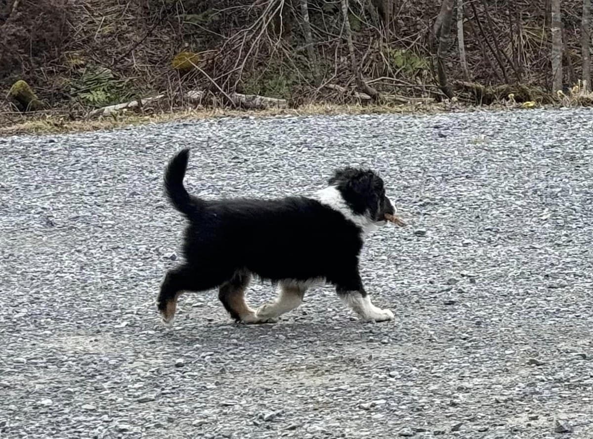 Chiot Berger Américain Miniature en marche sur le gravier