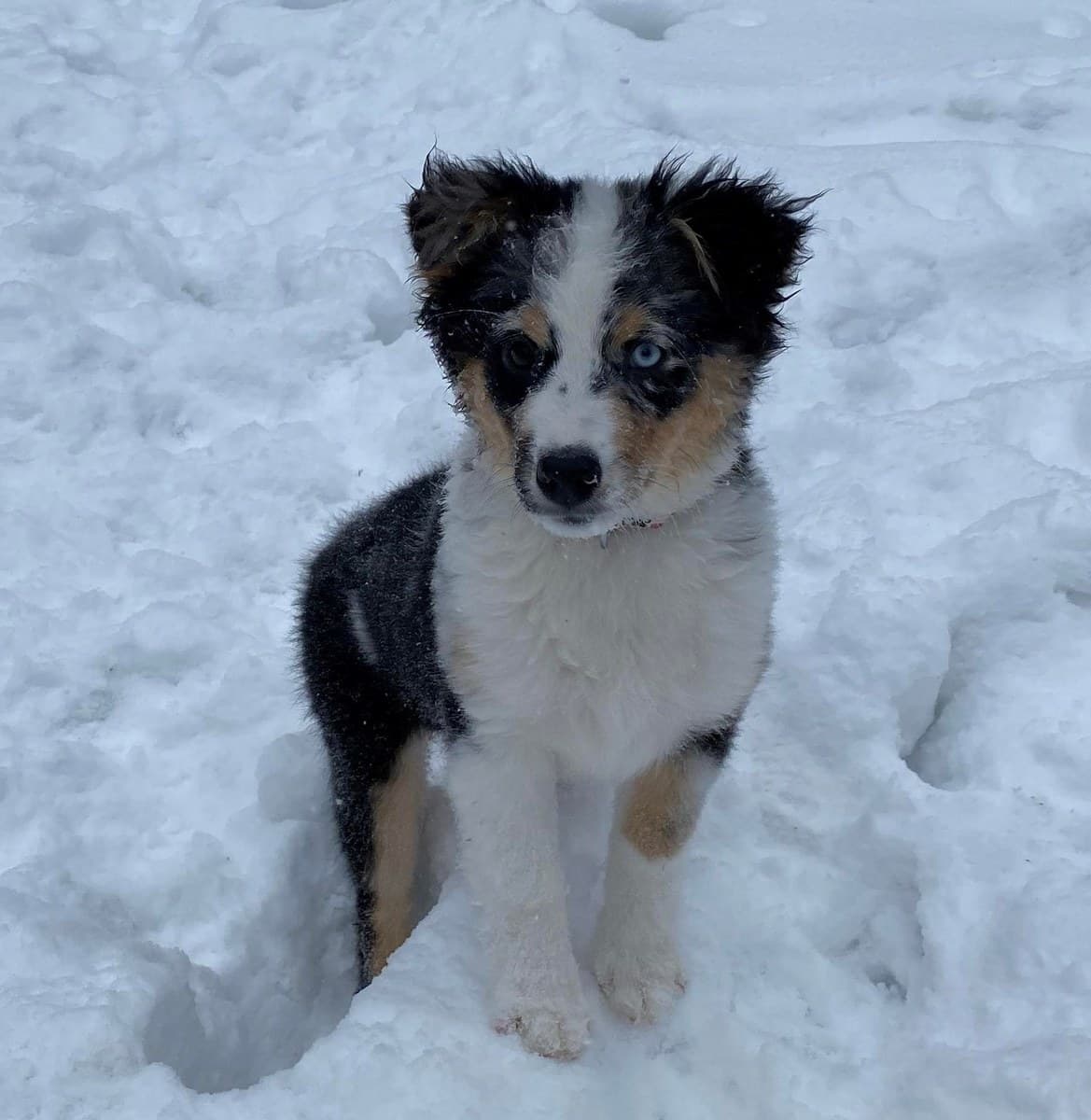 Chiot Berger Américain Miniature assis dans la neige