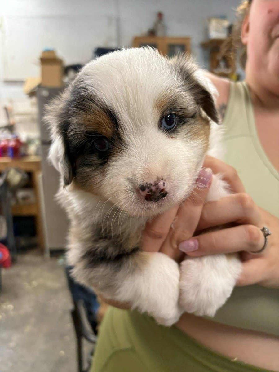 Gros plan d'un chiot MAS bleu merle aux yeux bleus tenu par l'éleveuse