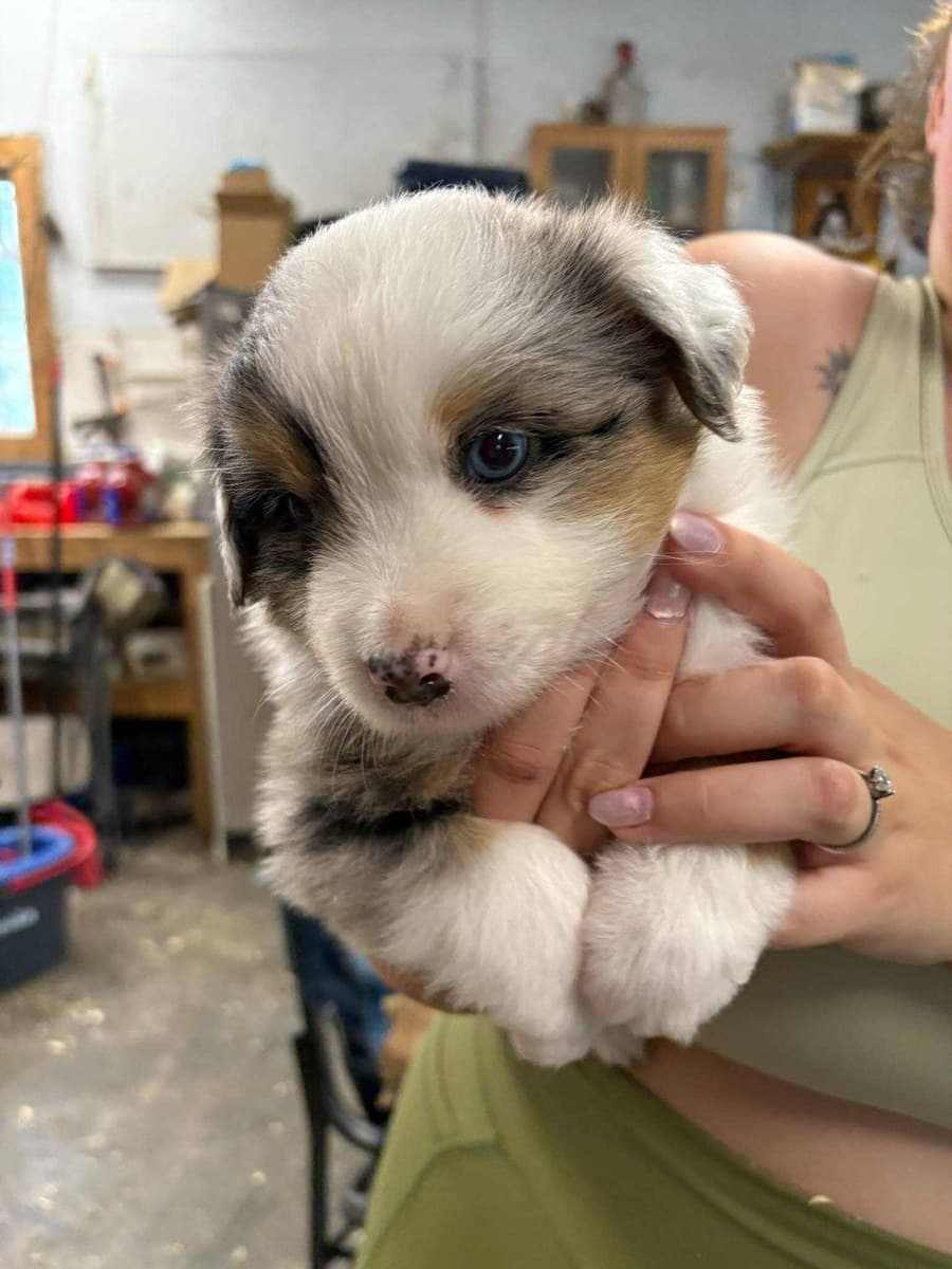 Gros plan d'un chiot MAS bleu merle aux yeux bleus, tenu par l'éleveuse