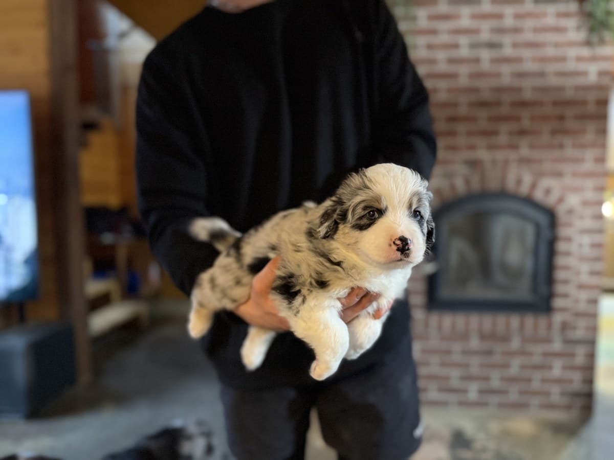 Chiot MAS brun et blanc tenu par l'éleveuse près de ses jouets