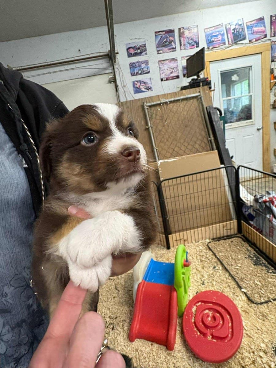 Chiot MAS brun et blanc tenu par l'éleveuse près de ses jouets colorés