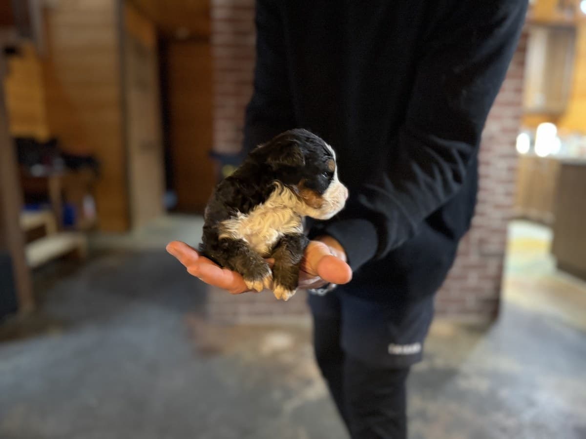 Chiot Berger Américain Miniature crème et fauve tenu par l'éleveuse