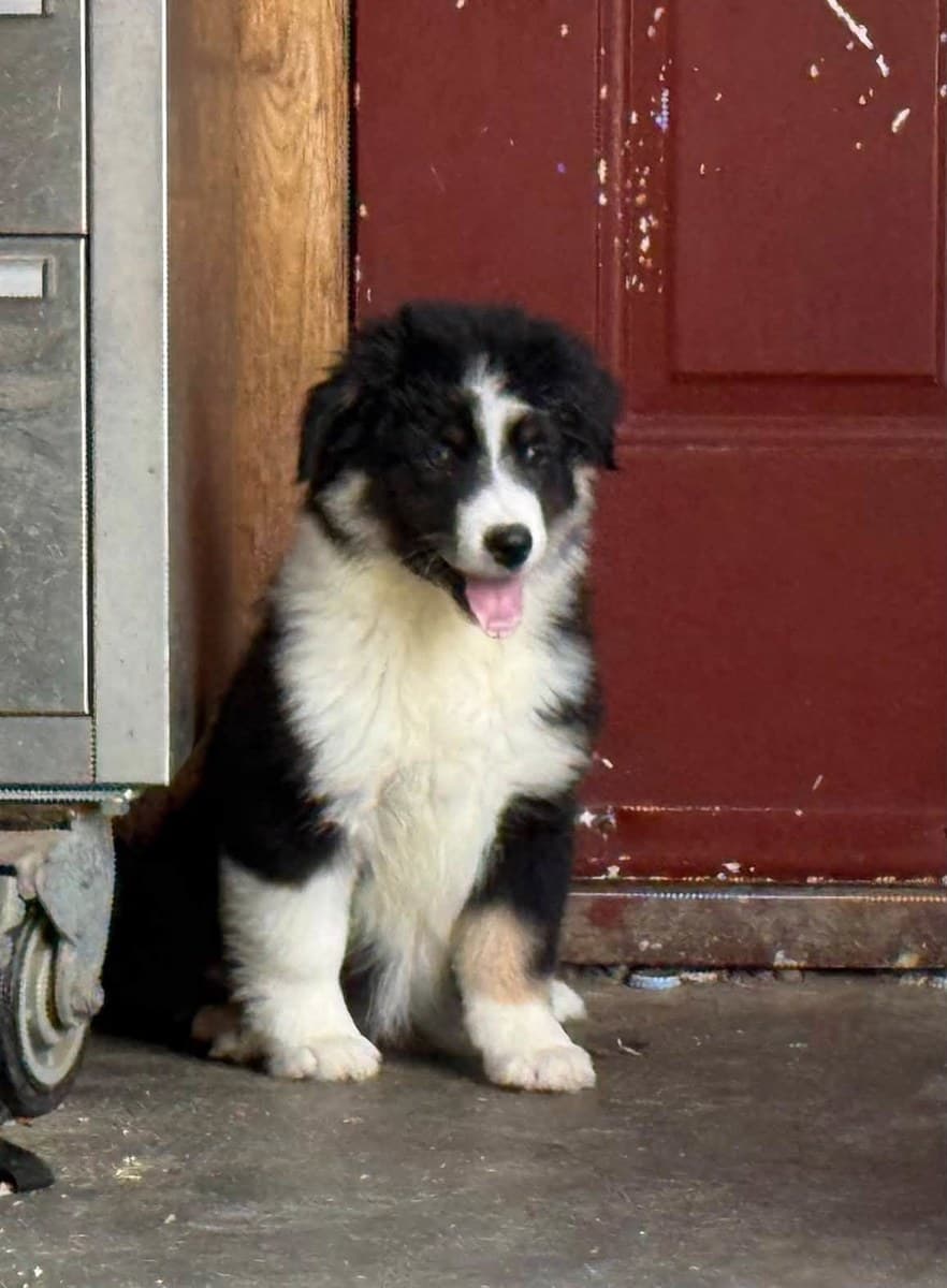 Chiot Berger Américain Miniature près d'une porte d'entrée