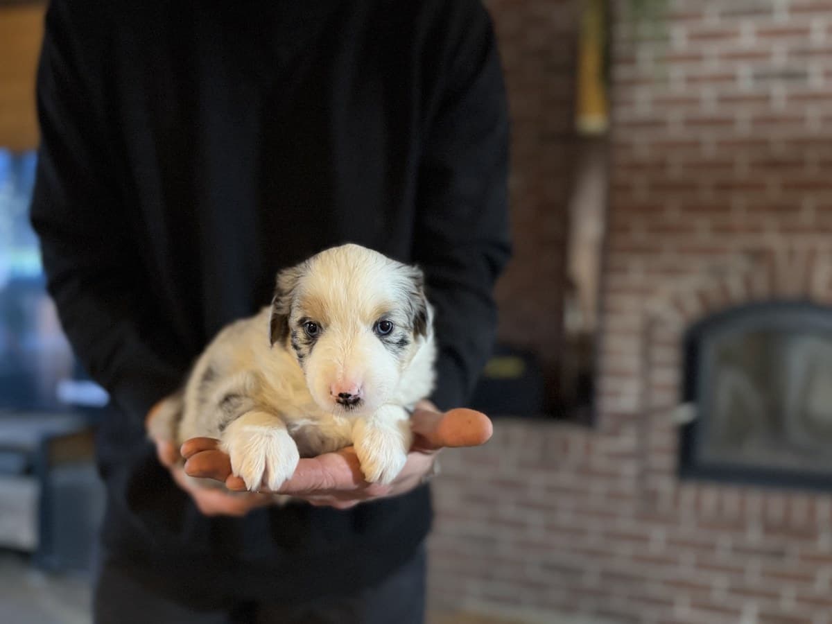 Chiot Berger Américain Miniature merle tenu près du sol, mur de brique
