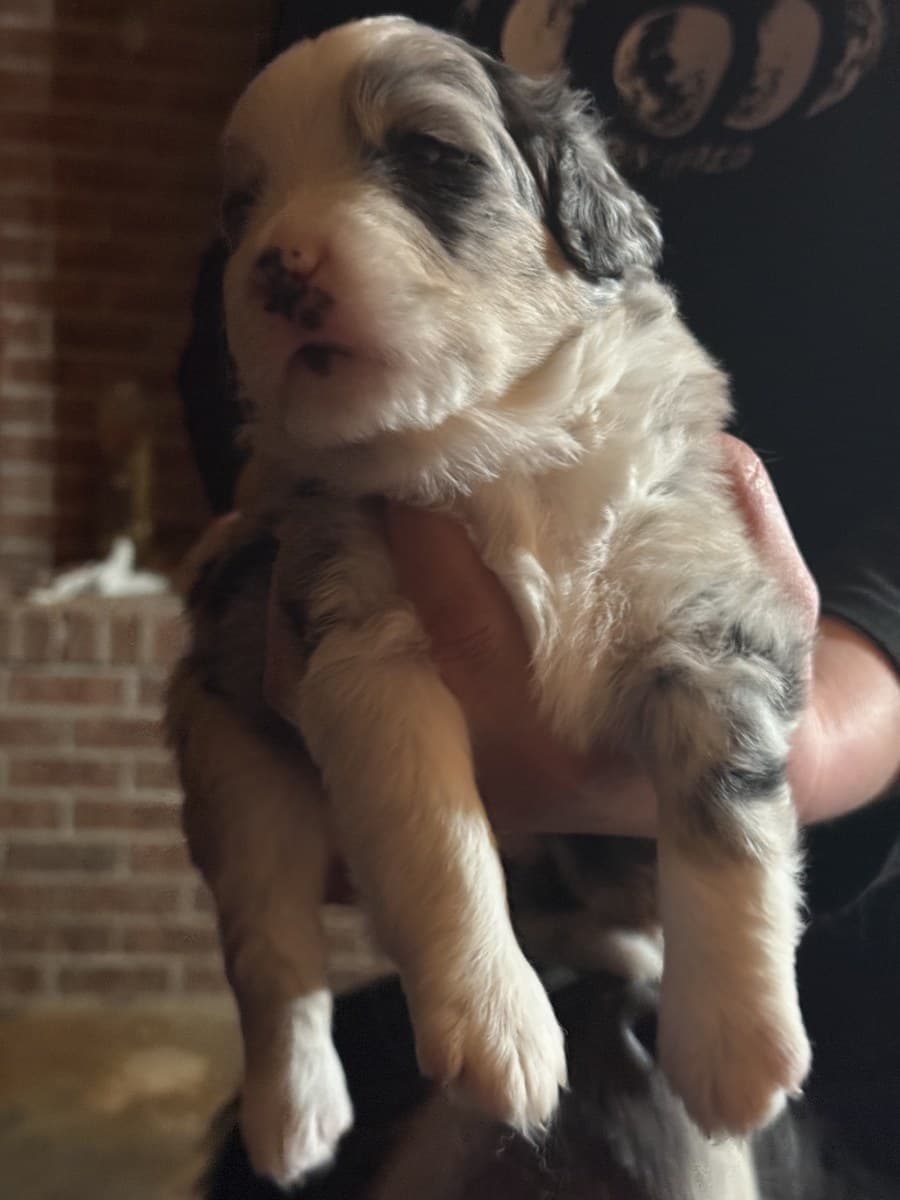 Chiot Berger Américain Miniature merle et blanc tenu devant un mur de brique