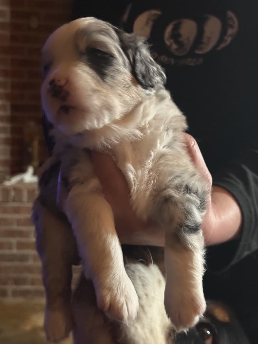 Chiot Berger Américain Miniature merle tenu devant un mur de brique