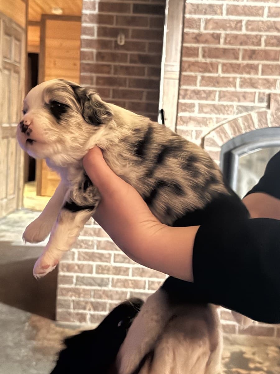 Chiot MAS merle tenu contre un mur de brique extérieur