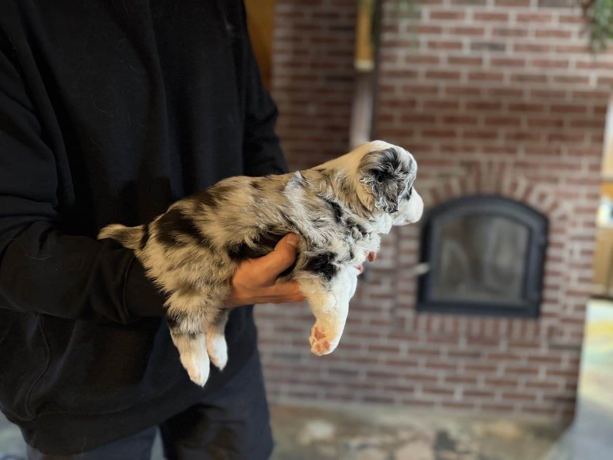 Chiot Berger Américain Miniature merle gris tenu par l'éleveuse