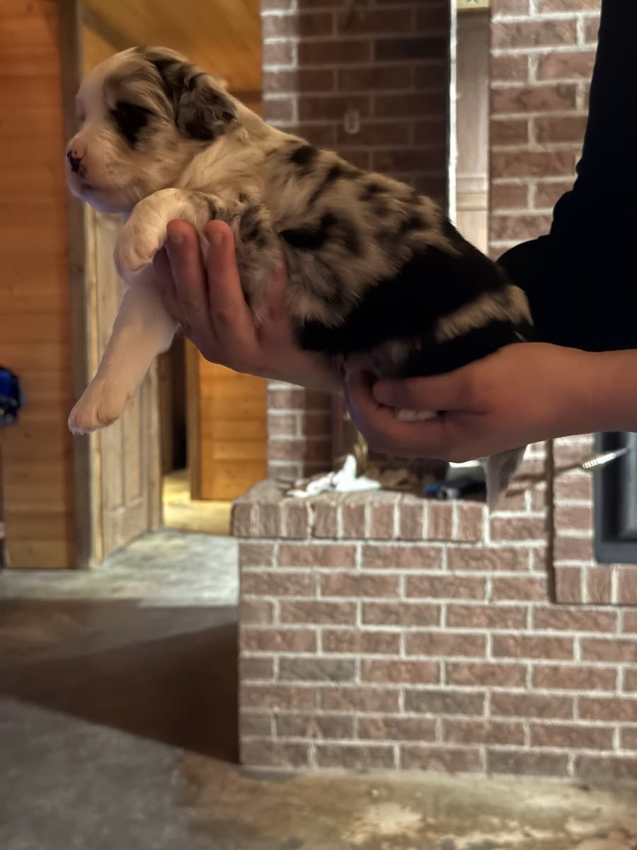 Chiot Berger Américain Miniature merle tenu sur un pilier de brique extérieur
