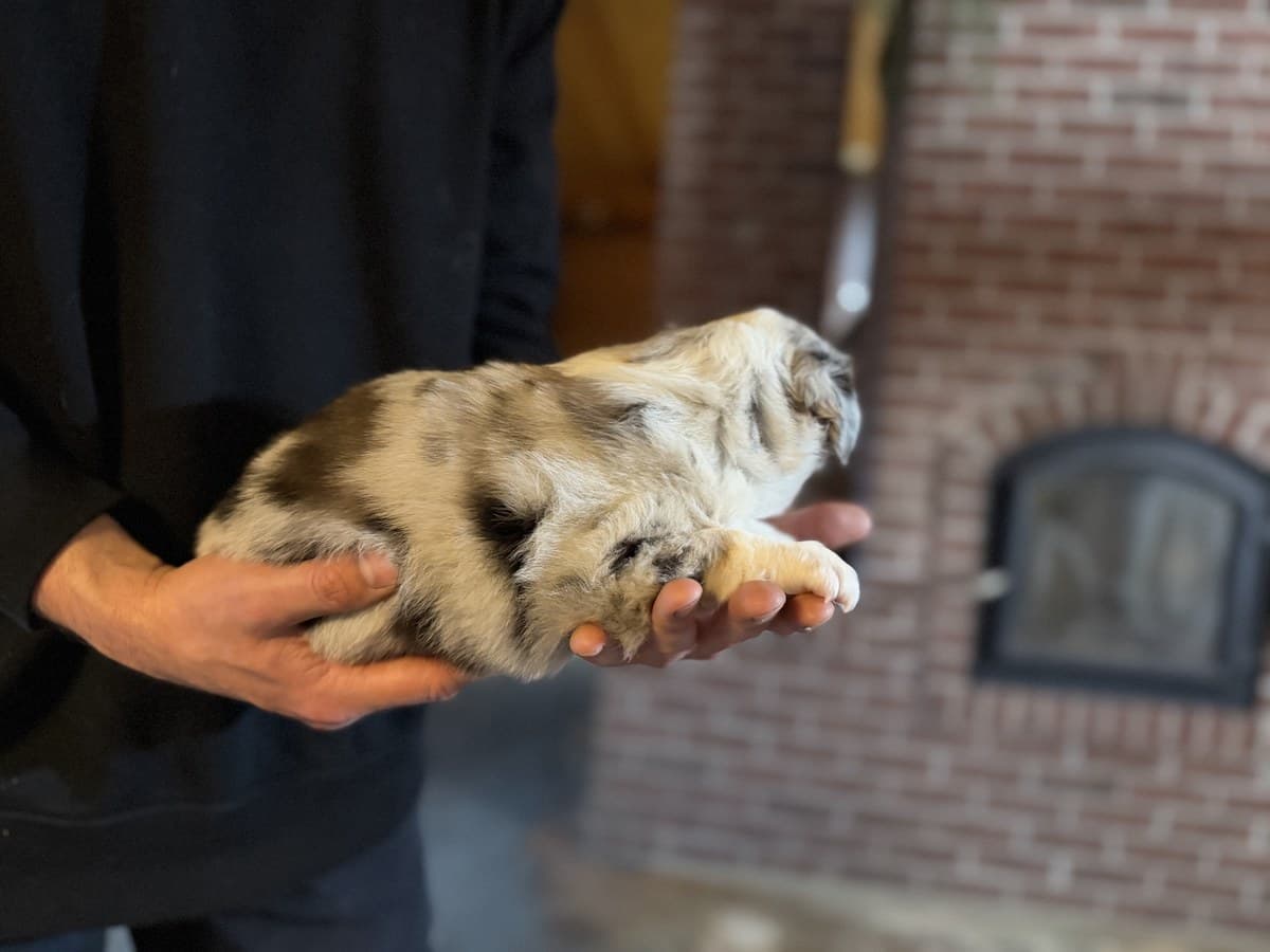 Chiot Berger Américain Miniature merle tenu de profil