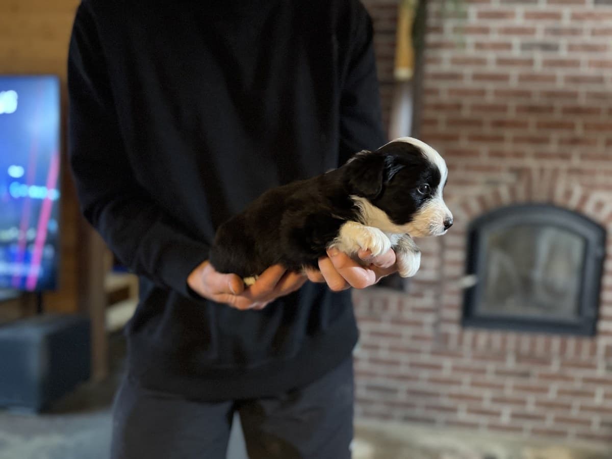Chiot MAS noir et blanc tenu devant un mur de brique