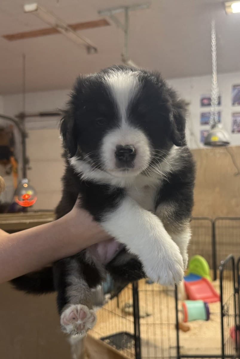 Chiot Berger Américain Miniature noir et blanc tenu devant le foyer