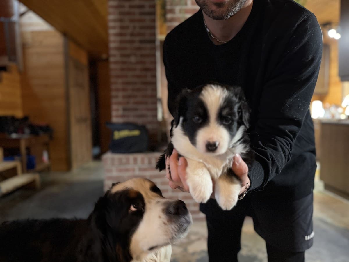 Chiot MAS noir et blanc tenu par l'éleveur dans le garage