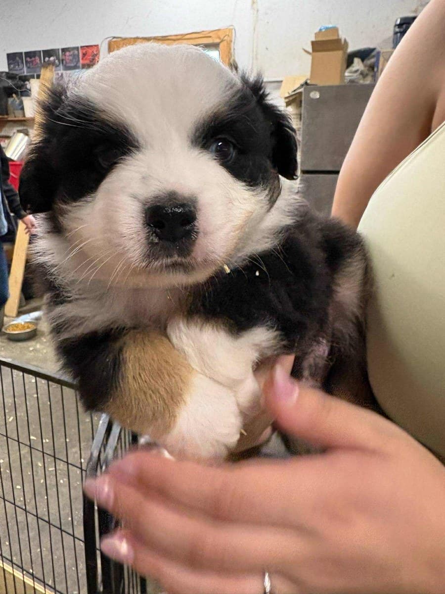 Gros plan d'un chiot MAS noir et blanc tenu par l'éleveuse