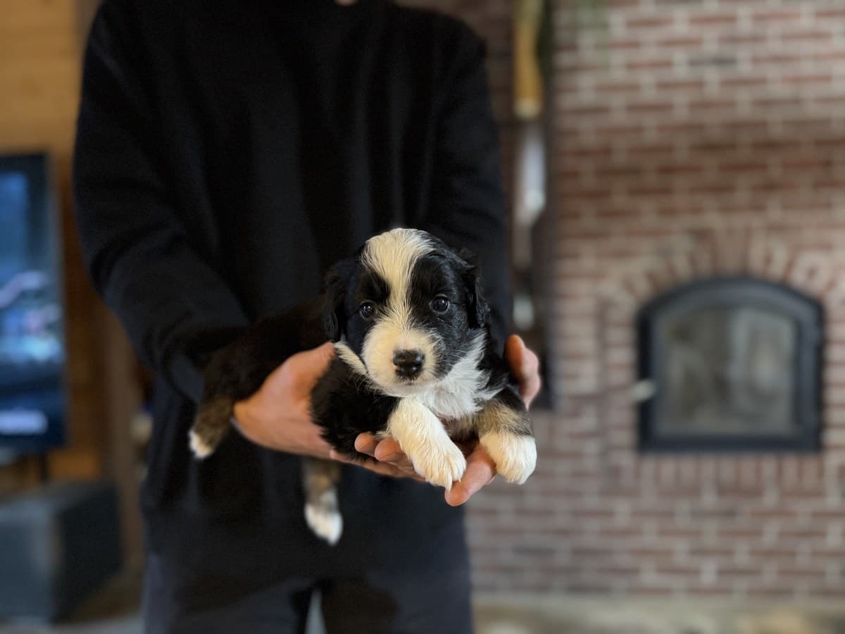 Très jeune chiot MAS tricolore tenu par l'éleveuse, mur de brique