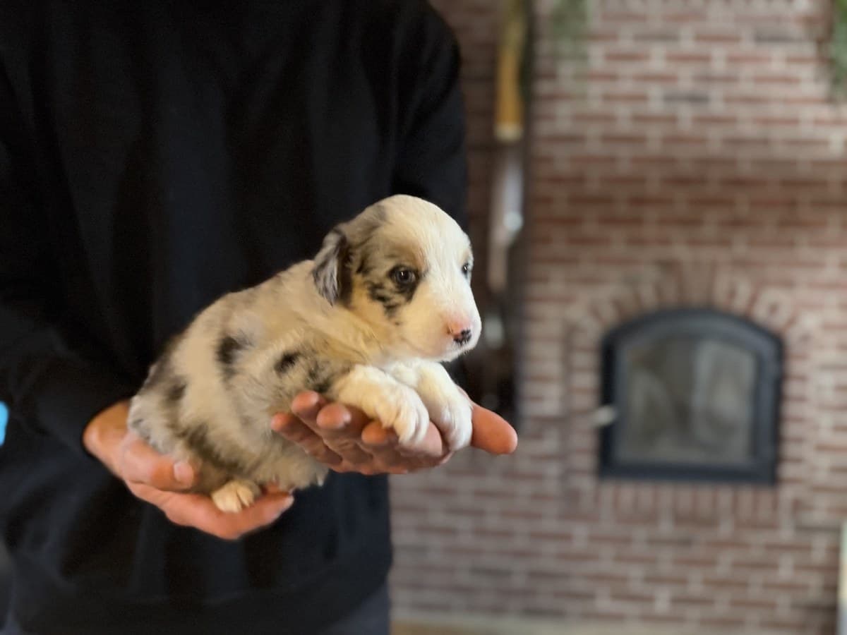 Très jeune chiot MAS tenu par l'éleveuse, mur de brique