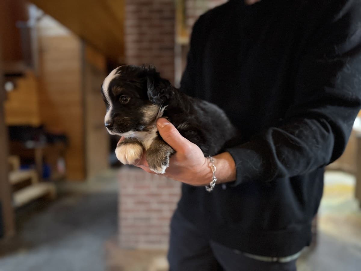 Très jeune chiot MAS foncé tenu par l'éleveur, mur de brique