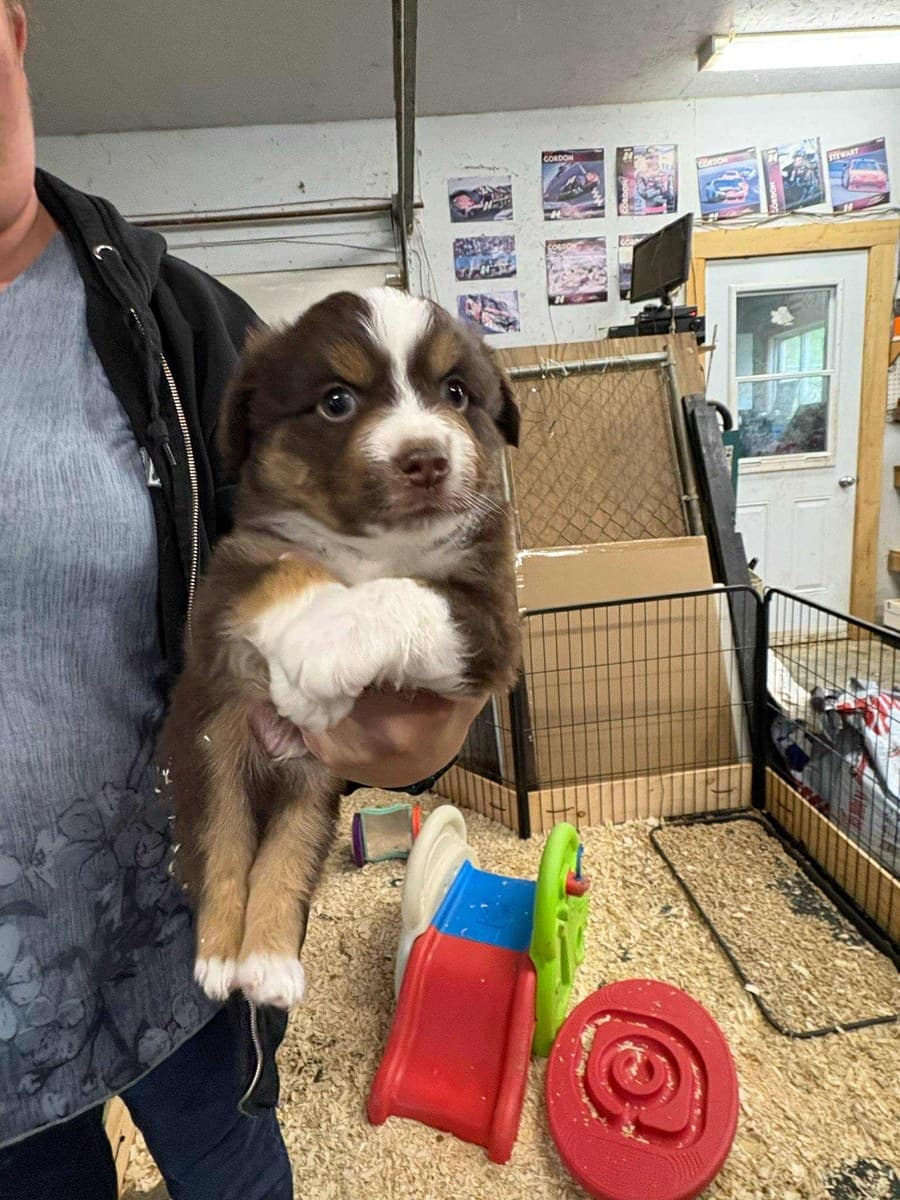 Chiot MAS roux et blanc tenu près de ses jouets