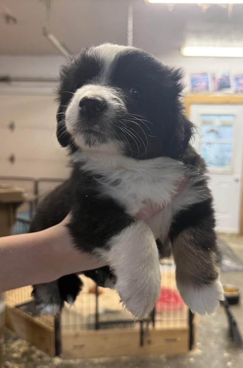 Chiot MAS tricolore noir et feu tenu près du sol