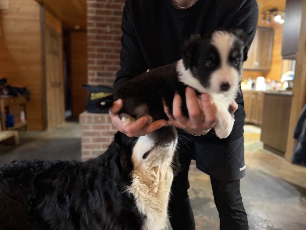 Chiot Berger Américain Miniature tricolore tenu dans la maison