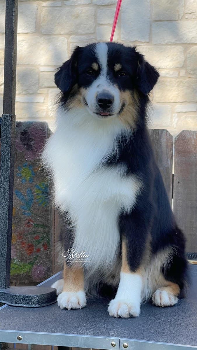 Chiot Berger Américain Miniature sur une véranda extérieure