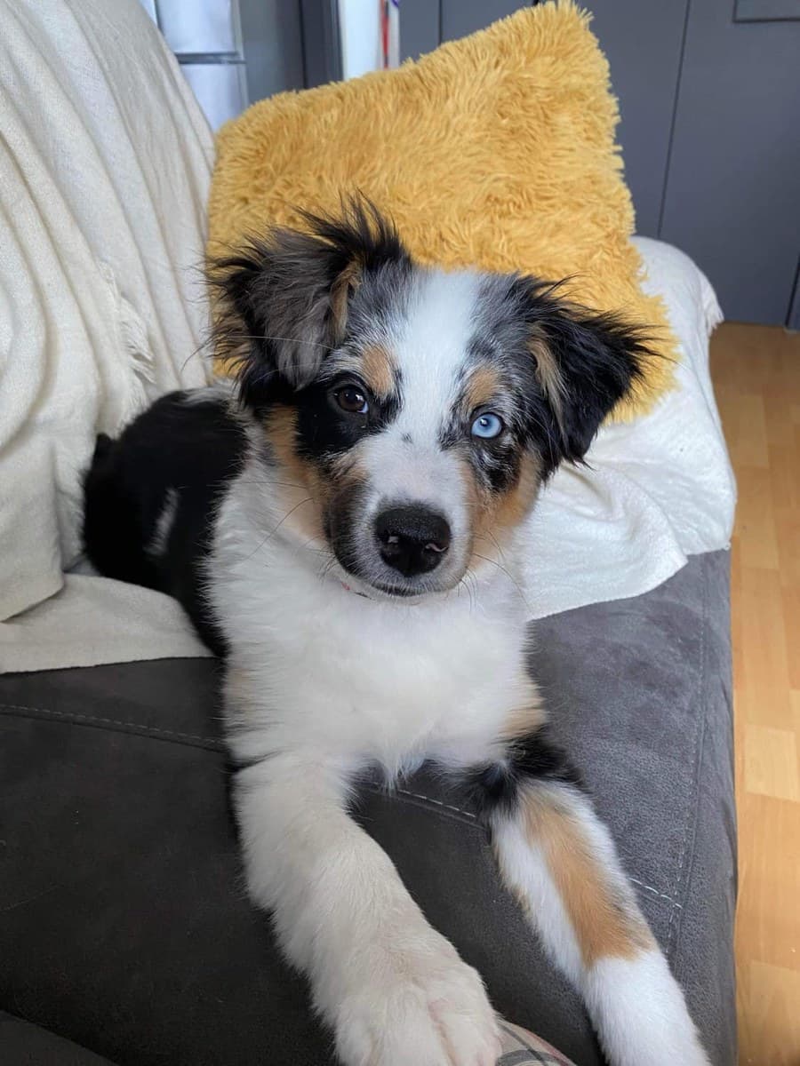 Chiot Berger Américain Miniature enroulé dans une serviette sur le divan