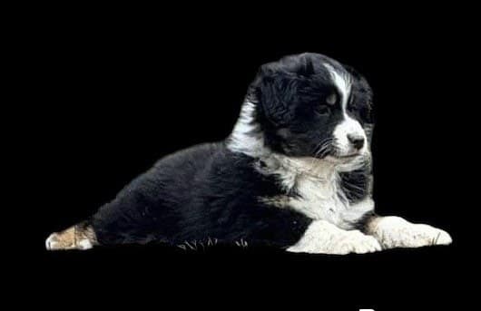 Chiot Berger Américain Miniature en portrait studio