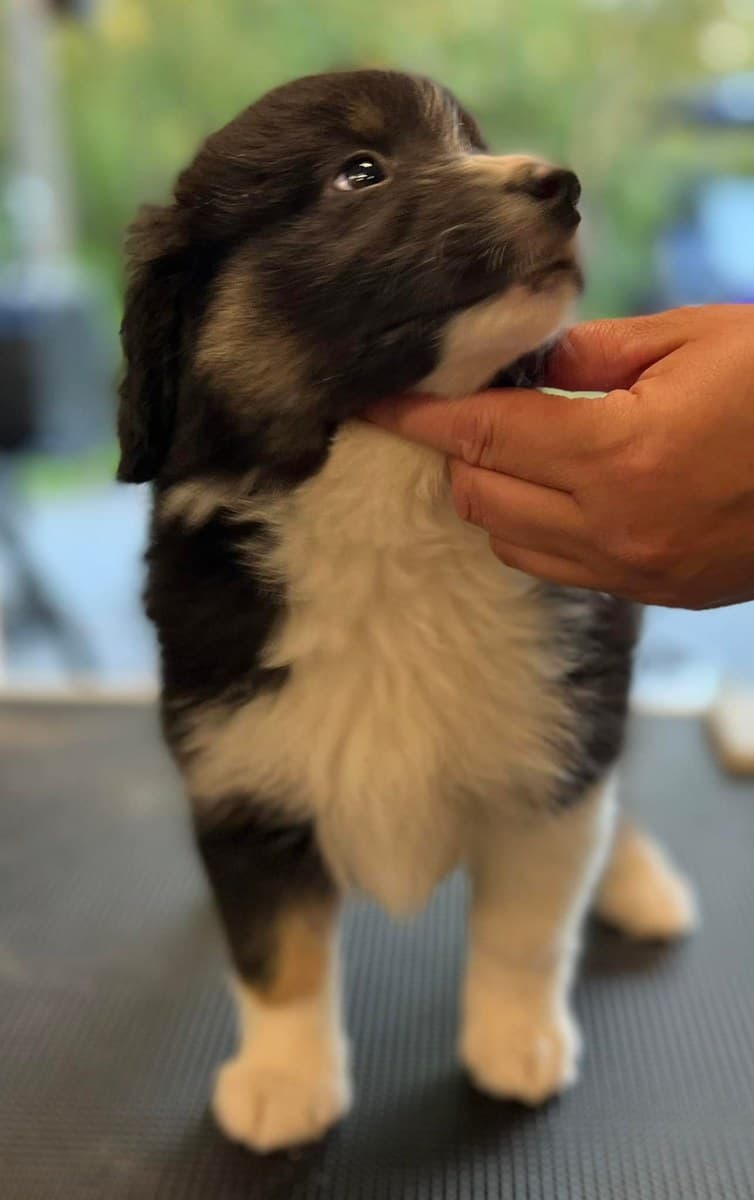Chiot Berger Américain Miniature lors d'une séance de toilettage