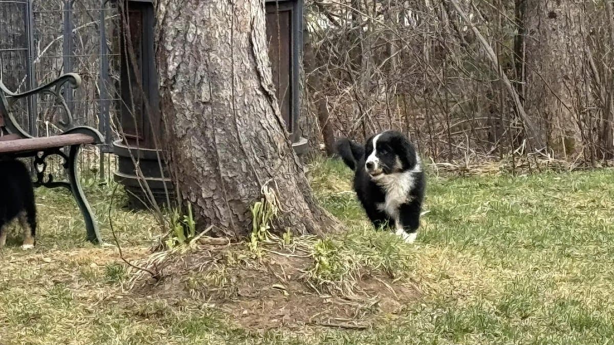 Chiots MAS — portée certifiée AKC/CKC, Dudswelriver