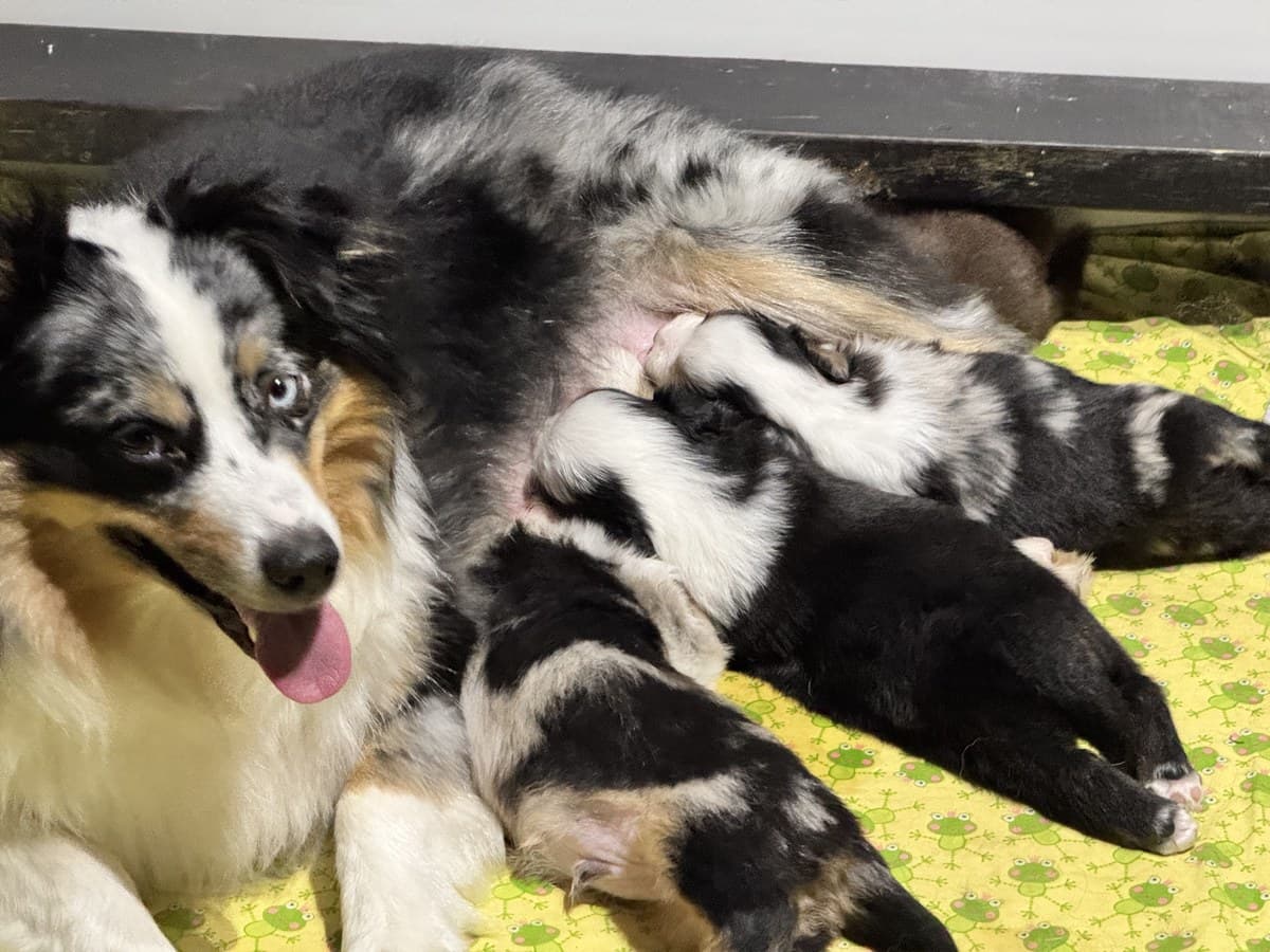Chienne Dudswelriver allaitant ses chiots MAS