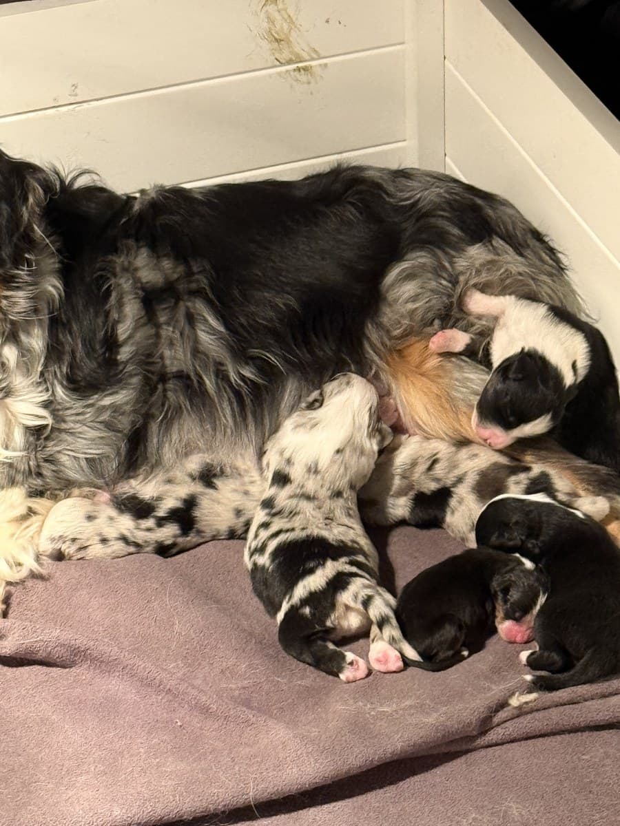 Chienne Dudswelriver allaitant sa portée de chiots MAS