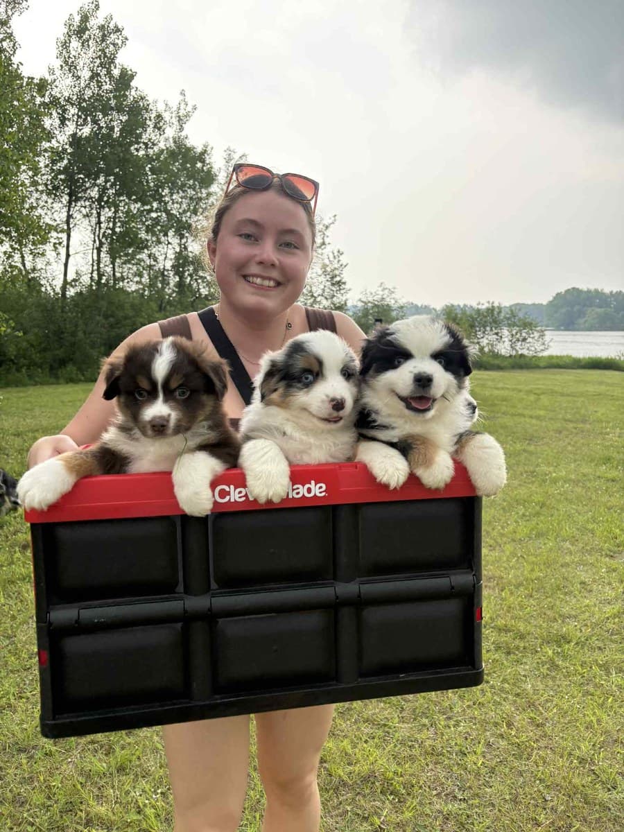 Éleveuse Dudswelriver avec une portée de chiots MAS, domaine en bordure de rivière