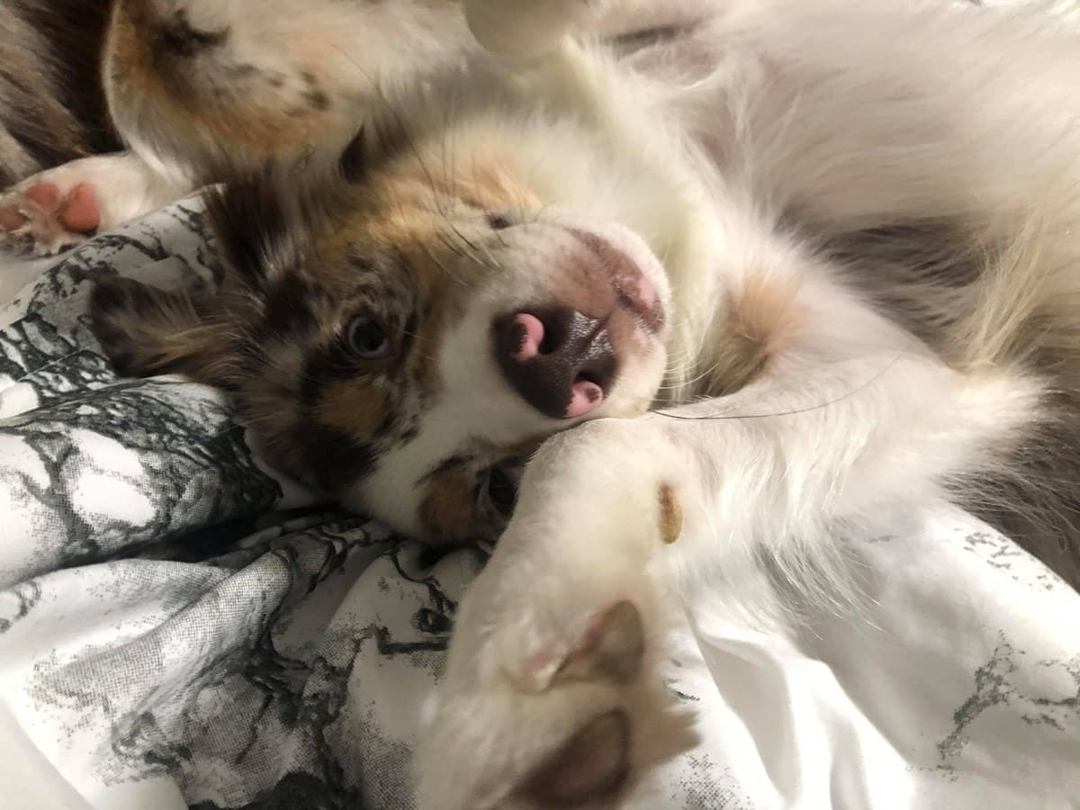 Deux chiots MAS blottis l'un contre l'autre sur une couverture blanche